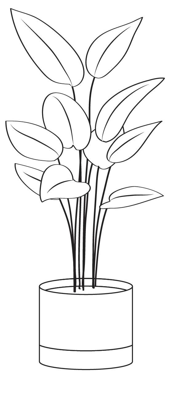 Plant illustration