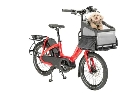 NBD+ Ruffhouse with a cute dog in it